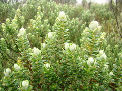 Baccharis uncinella