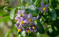 Solanum crispum