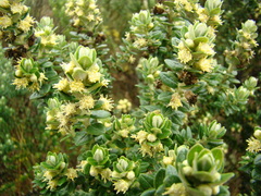 Baccharis uncinella