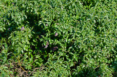 Solanum crispum