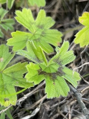 Pelargonium alchemilloides