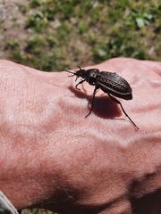 Carabus ulrichii