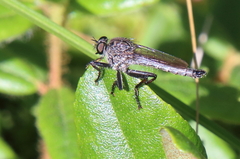 Machimus notatus
