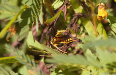 Poecilopompilus interruptus