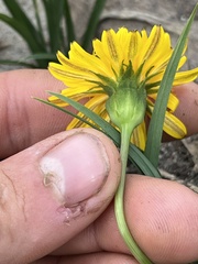 Nothocalais alpestris