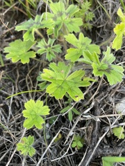 Pelargonium alchemilloides