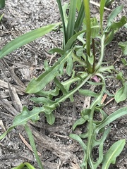 Nothocalais alpestris