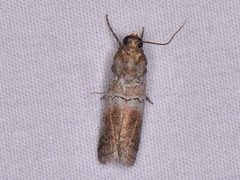 Chararica hystriculella