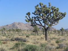 Yucca brevifolia