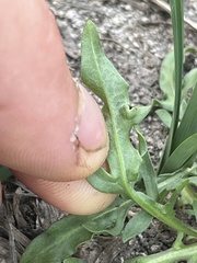 Nothocalais alpestris