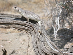 Dipsosaurus dorsalis