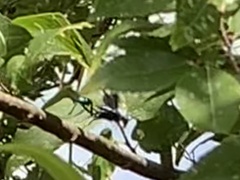 Pompiloidea