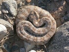 Crotalus pyrrhus