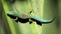 Phelsuma lineata