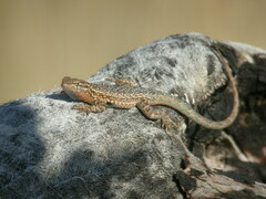 Uta stansburiana elegans