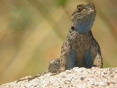 Sceloporus occidentalis longipes