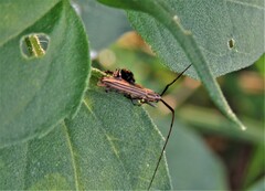 Hippopsis lemniscata