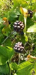 Smilax lasioneura