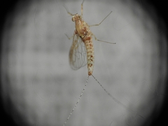 Cloeon dipterum