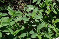 Tradescantia pallida