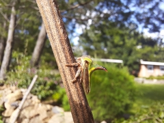 Umbonia crassicornis