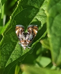 Prochoreutis inflatella