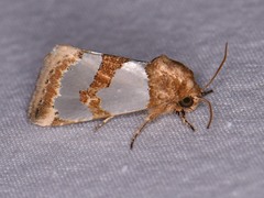 Schinia chrysellus