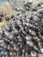 Pollicipes polymerus
