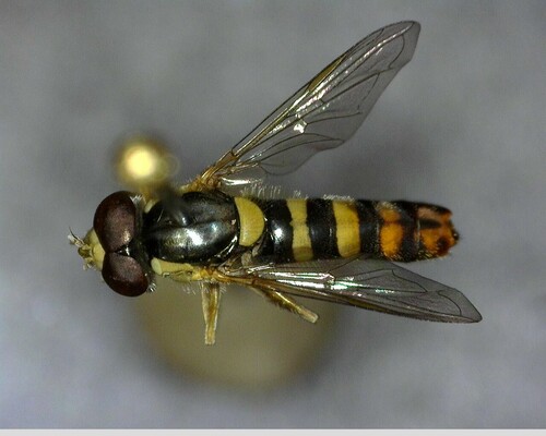 iNaturalist observation photo of Forked Globetail
