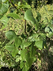 Ptelea trifoliata