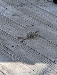 Leiocephalus personatus