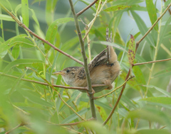 Cistothorus stellaris