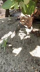 Leiocephalus personatus