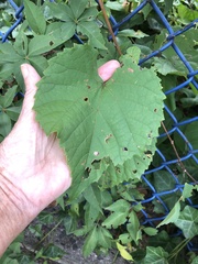 Vitis vulpina