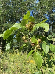 Ptelea trifoliata