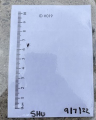 Sciaroidea