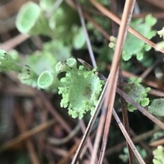 Cladonia