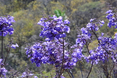 Jacaranda brasiliana