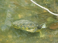 Trachemys scripta elegans