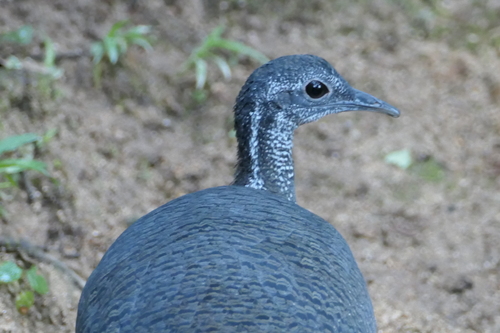 Grey Tinamou (Tinamus tao), photo 6
