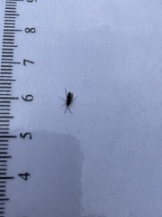 Sciaroidea