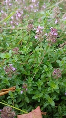 Thymus pulegioides