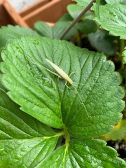 Oecanthus