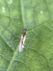 Dicyphus