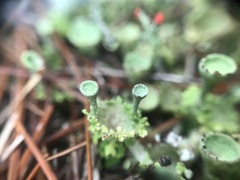 Cladonia