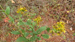 Solidago petiolaris