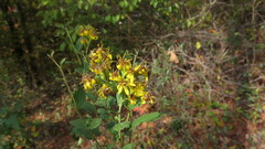 Solidago petiolaris