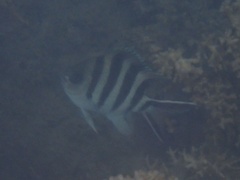 Abudefduf sexfasciatus