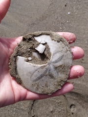 Dendraster excentricus