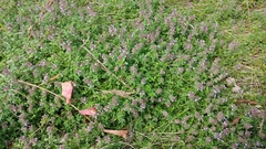 Thymus pulegioides